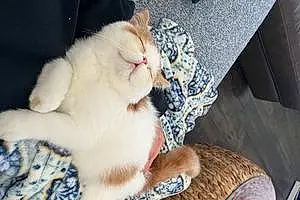 Name Exotic Shorthair Cat Fin
