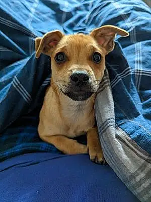 Name Chihuahua Dog David