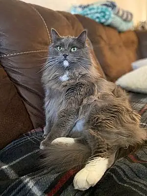 Name Maine Coon Cat Björn