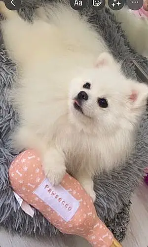 Name Pomeranian Dog Flossie