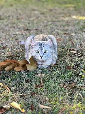 Chartreux Cat Missy