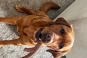 Name Labrador Retriever Dog Chilli