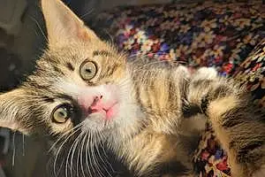 Name Tabby Cat Figaro