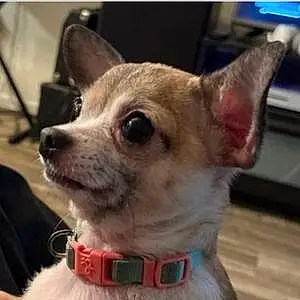 Name Chihuahua Dog Bonita