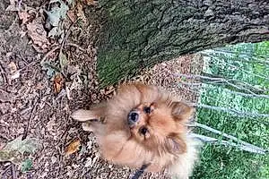 Name Pomeranian Dog Eevee