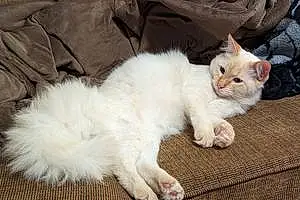 Name Siamese Cat Brodie