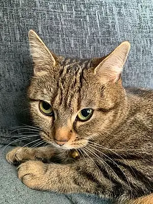 Name Tabby Cat Cairo