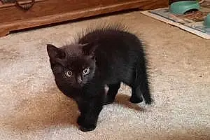 Name Siamese Cat Django