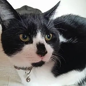 Name British Shorthair Cat Alfred