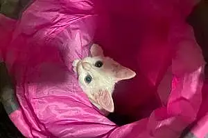 Turkish Angora Cat Casper