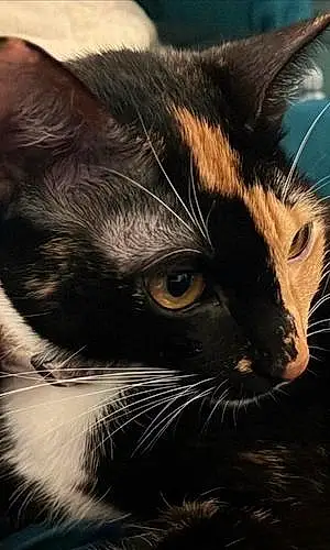 Name American Shorthair Cat Faye