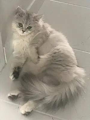 Name Oriental Longhair Cat Cotton