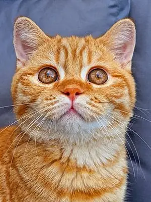 Name British Shorthair Cat Archie