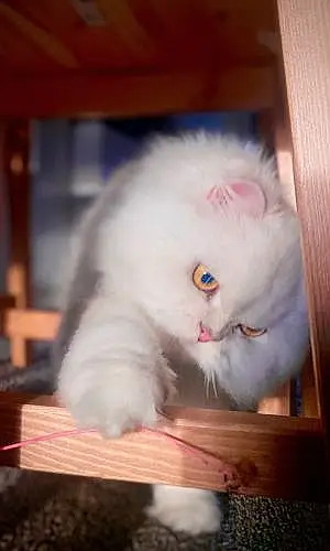 Name Persian Cat Buttercup