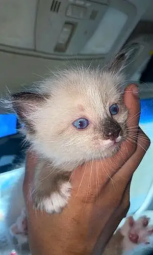 Siamese Cat Nami