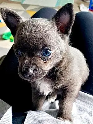 Name Chihuahua Dog Doug