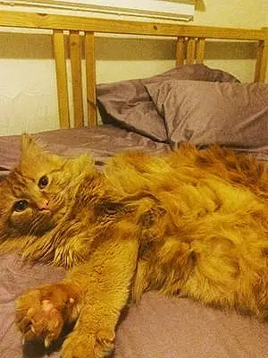Name Maine Coon Cat Angus