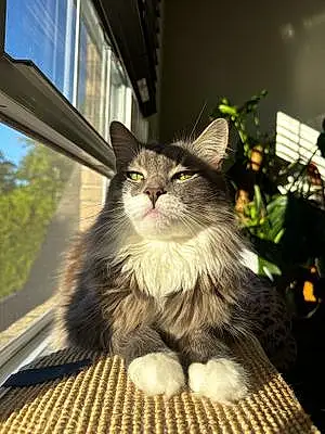 Turkish Angora Cat Louie