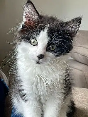 Name British Shorthair Cat Crosby