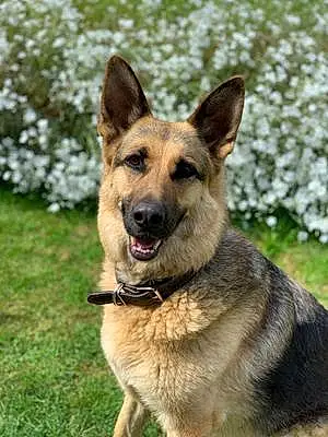Name German Shepherd Dog Sasha