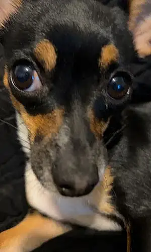 Name Chihuahua Dog Dinky