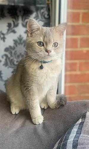 Name British Shorthair Cat Berlioz