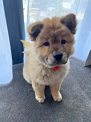 Name Chow Chow Dog Bubble