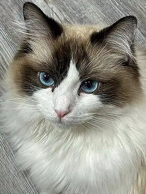 Name Ragdoll Cat Griffin