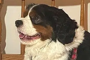 Cavalier King Charles Spaniel Dog Charlie