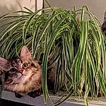 Cat, Plant, Felidae, Carnivore, Houseplant, Small To Medium-sized Cats, Whiskers, Flowerpot, Grass, Fawn, Snout, Tail, Furry friends, Domestic Short-haired Cat, Sitting, Paw, Window