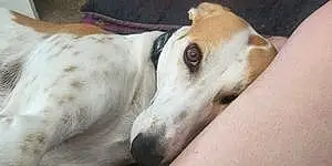 Name Greyhound Dog Bobbie