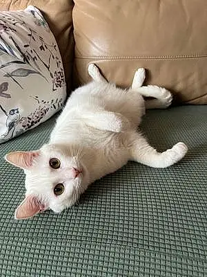 Turkish Angora Cat Ivar