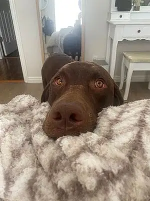 Name Labrador Retriever Dog Floyd