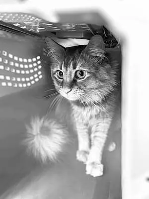Name British Shorthair Cat Gary
