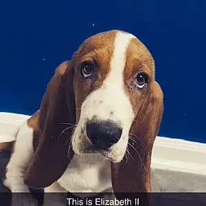 Name Basset Hound Dog Elizabeth