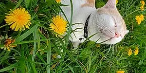 European Shorthair Cat Meowzart