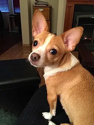 Name Chihuahua Dog Ebony