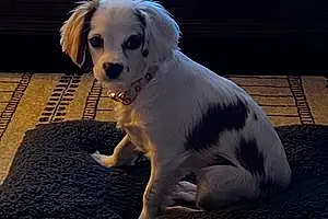 Cavalier King Charles Spaniel Dog Gemma