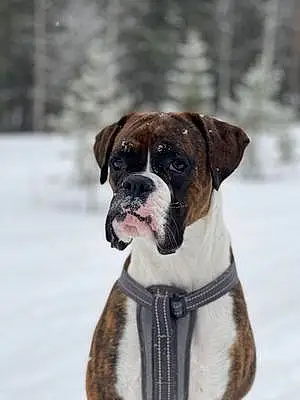 Boxer Dog Charlie