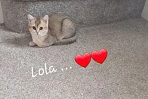 Scottish Fold Cat Lola