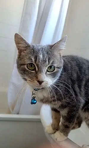 Name American Shorthair Cat Princess