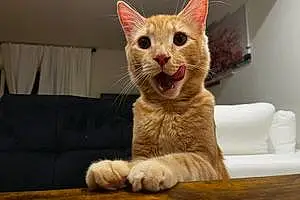 Turkish Angora Cat Spencer