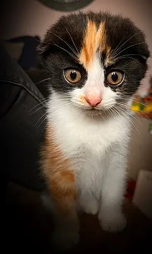 Name Scottish Fold Cat Princess