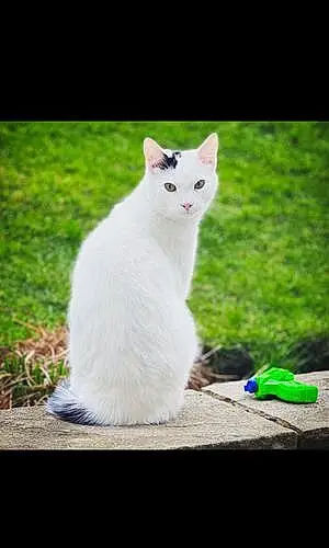 European Shorthair Cat George