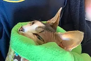 Sphynx Cat Endora