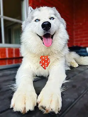 Name Husky Dog Apollo