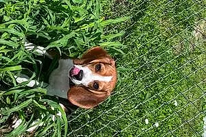 Name Beagle Dog Apollo