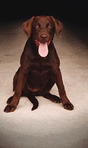 Name Labrador Retriever Dog Esther