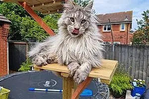 Name Maine Coon Cat Gandalf