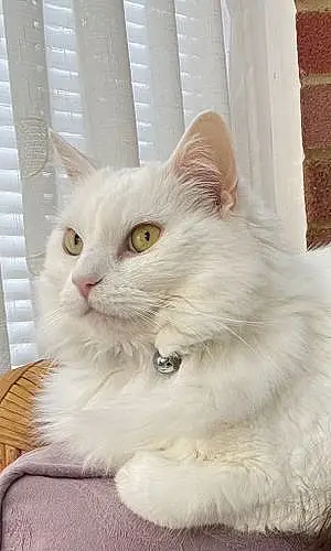 Turkish Angora Cat Daisie